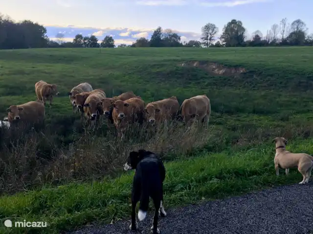 Location de Vacances France, Nièvre, Lanty, maison de vacances - Manoir BnBourgogne Marcher avec les chiens
