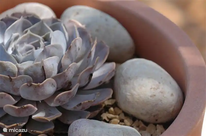 Flower pot on the patio