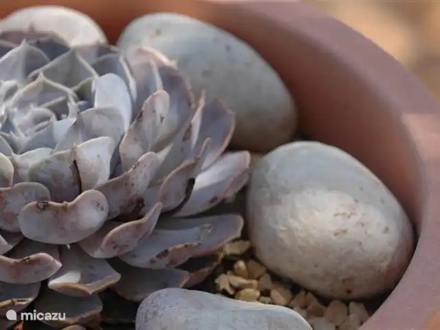 Villa Carasol | Espagne, Costa Blanca, Jávea - villa Pot de fleurs sur la terrasse