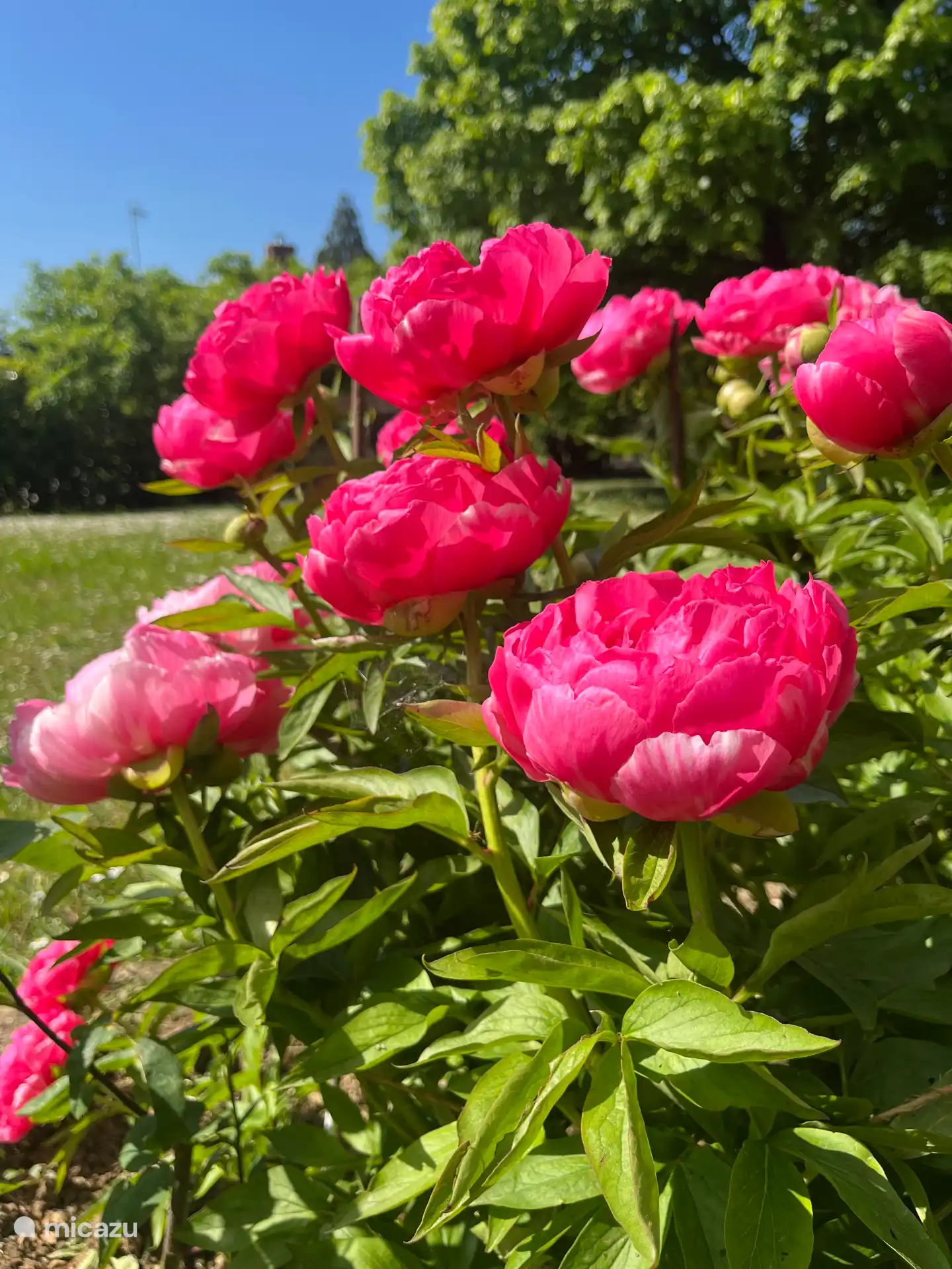 Tuin