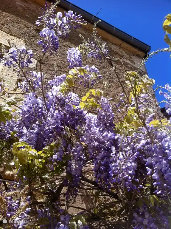 Wisteria