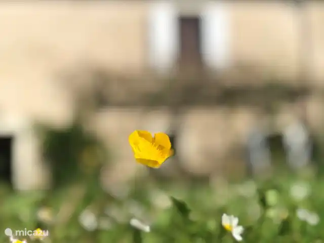 Location de Vacances France, Nièvre, Saizy, maison de vacances - Gîte Le Cochon Volant Printemps