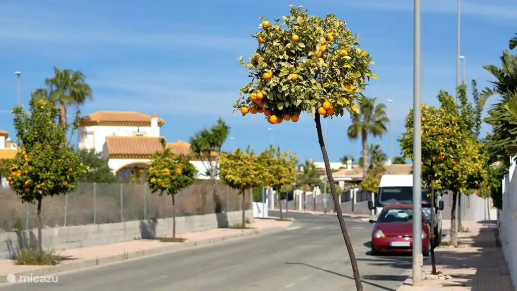 De straat met zijn mandarijnen bomen