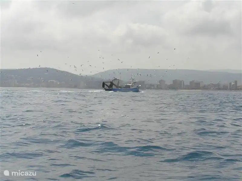 8 km vom Fischerhafen von Palamos. Täglich Ankunft der Fischerboote. Private Auktion.
