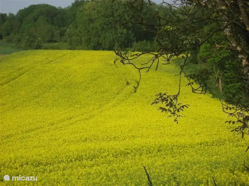 Welche Farbe die Felder rund um das Haus in dieser Saison?