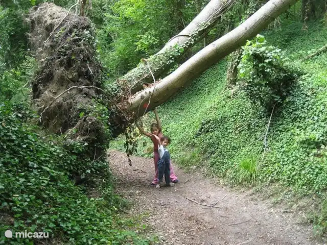 Les Deux Pins | France, Aisne, Vendresse-Beaulne - gîte / cottage Randonnée sur les chemins rocailleux romains dans la forêt de Vailly-sur-Aisne à 12 km. La plupart des routes creuses ont été créées depuis l’époque de Charlemagne, lorsque les plateaux et les pentes ont été défrichés pour l’agriculture. Pour atteindre les champs, les agriculteurs ont cherché le chemin le plus logique pour monter.