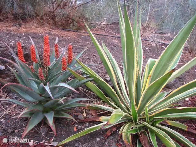 Casa Pimienta huren in Spanje, Andalusië, Velez-Malaga - villa Aloë Vera in bloei.