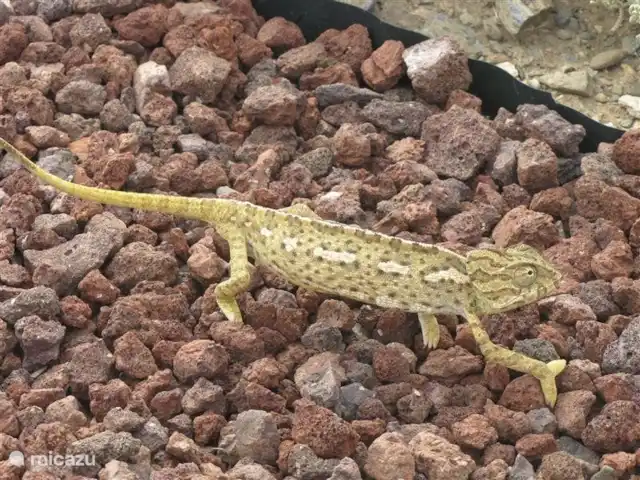 Casa Pimienta huren in Spanje, Andalusië, Velez-Malaga - villa In Zuid-Spanje wonen kameleons. In de tuin van Casa Pimienta wandelt er af en toe eentje rond