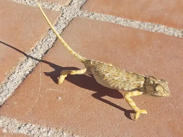 Casa Pimienta huren in Spanje, Andalusië, Velez-Malaga - villa Kameleon