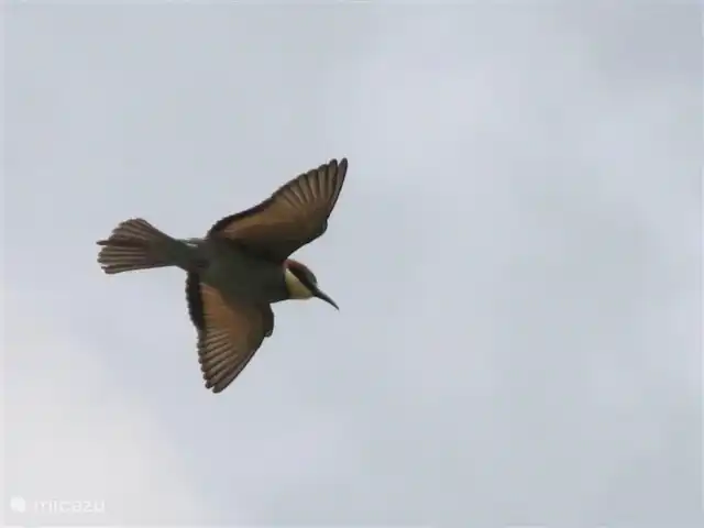 Casa Pimienta huren in Spanje, Andalusië, Velez-Malaga - villa Vanaf het terras genieten van de vele vogels die overvliegen