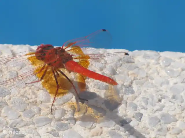 Casa Pimienta huren in Spanje, Andalusië, Velez-Malaga - villa Libel aan het zwembad.