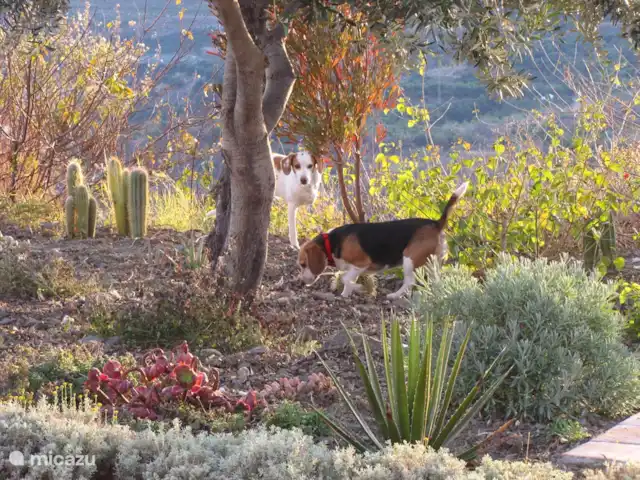 Casa Pimienta huren in Spanje, Andalusië, Velez-Malaga - villa Wandelen in de tuin.