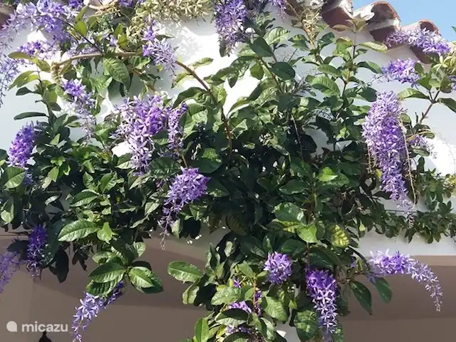 Casa Pimienta huren in Spanje, Andalusië, Velez-Malaga - villa Bloemenpracht.