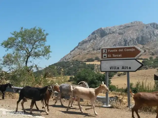 Casa Pimienta huren in Spanje, Andalusië, Velez-Malaga - villa Onderweg.