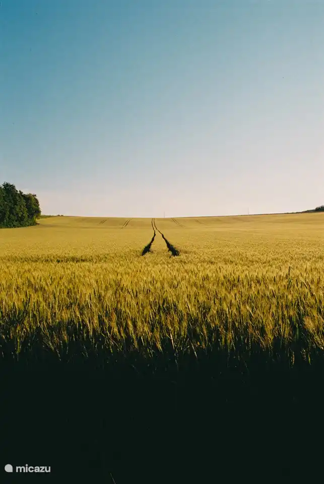 The farmland in the area.