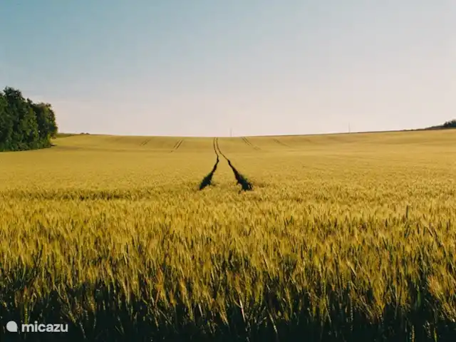 boerderij huren in Frankrijk, Yonne, Lainsecq – Le Champmartin Het boerenland in de omgeving.