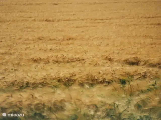 boerderij huren in Frankrijk, Yonne, Lainsecq – Le Champmartin Korenvelden