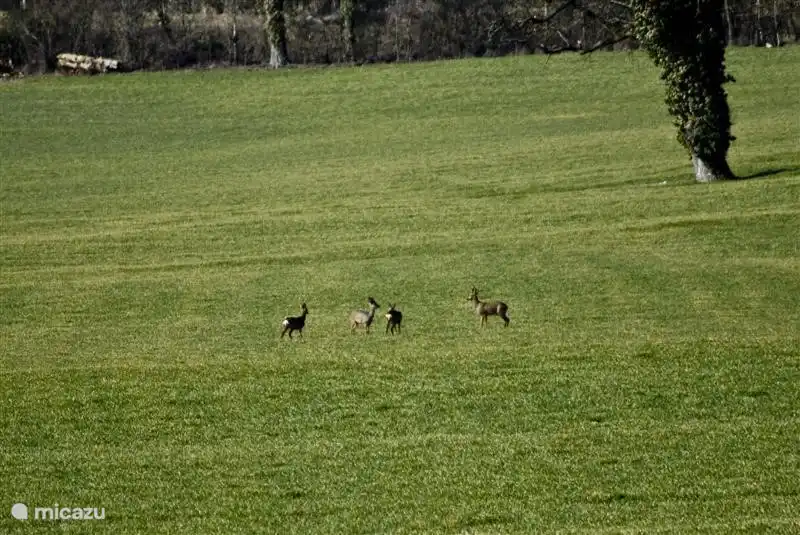 los ciervos que a veces pasan