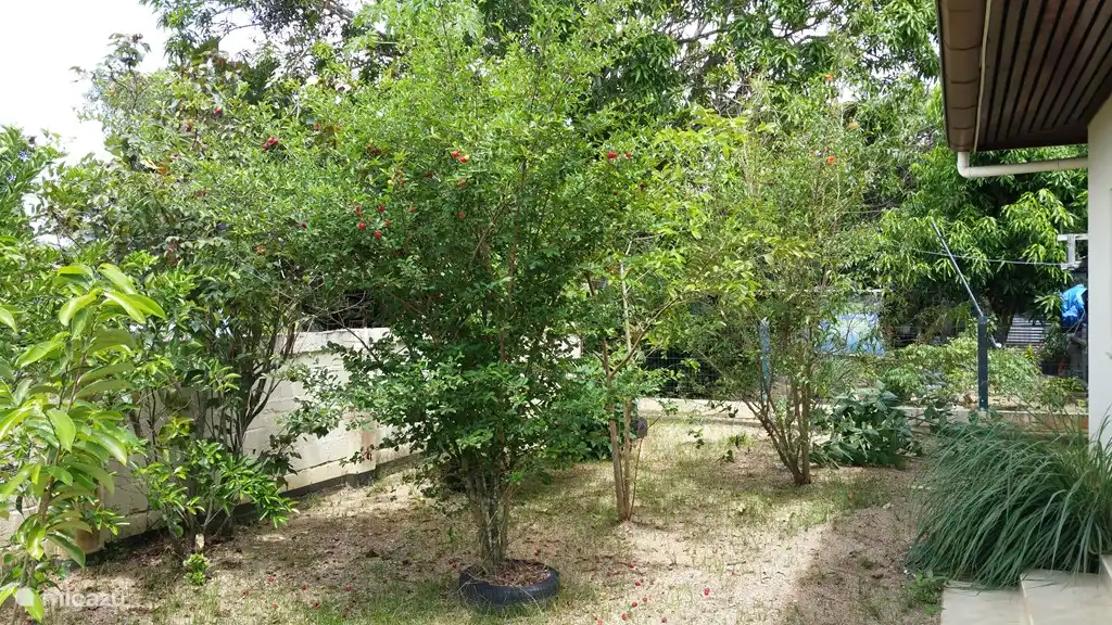 patio trasero con arboles frutales