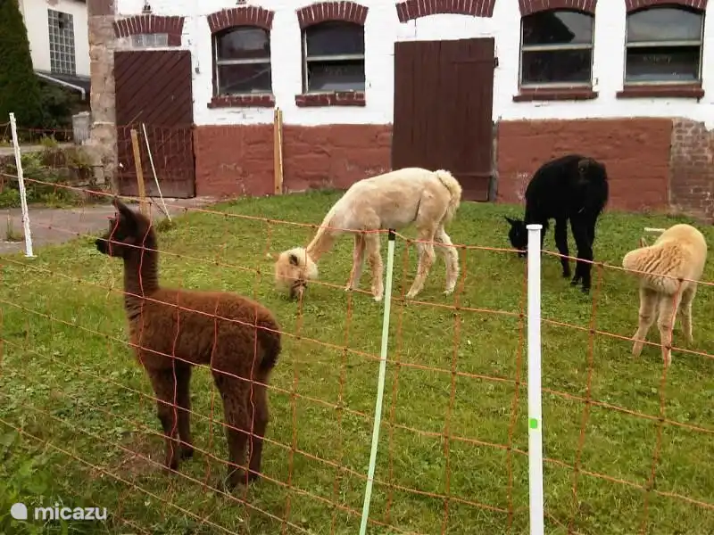 Alpacahof in Ober Werbe.