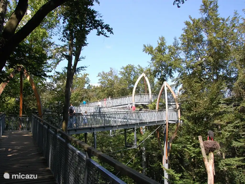 In der Höhe zu Fuß durch die Bäume. Ein schöner Blick über den Edersee