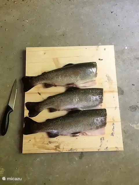 Genießen Sie die gefangene Forelle.