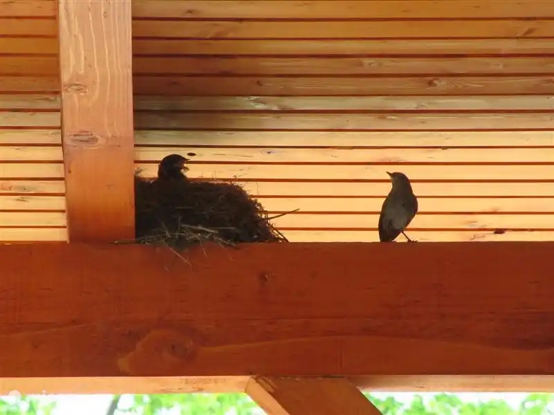 Oiseaux nicheurs sur la terrasse.