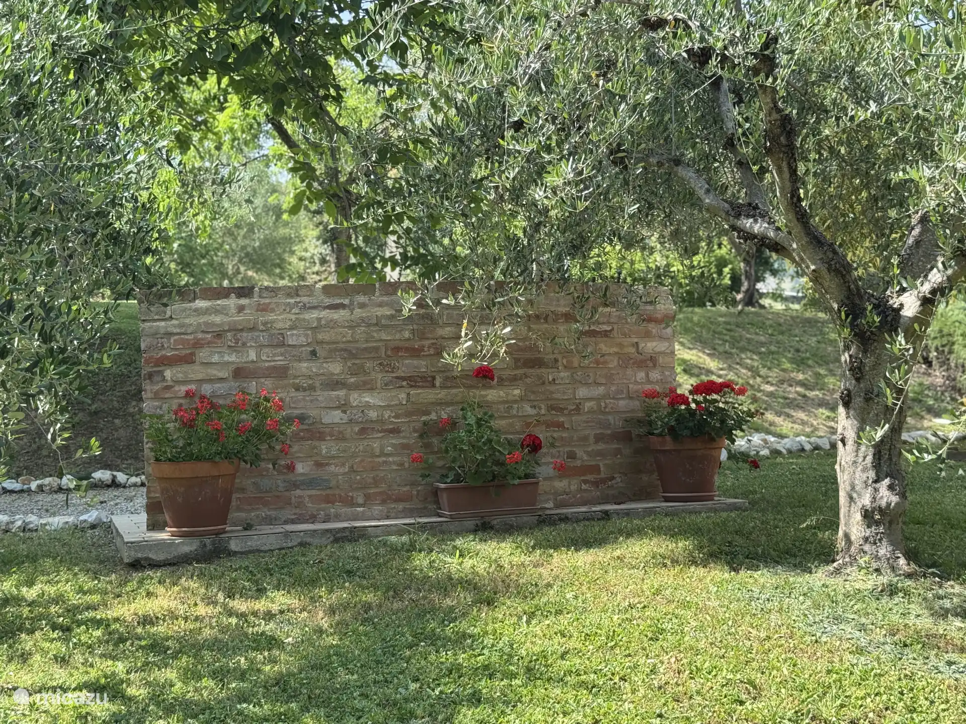 auf der anderen Seite Grill im Freien zwischen den Olivenbäumen...