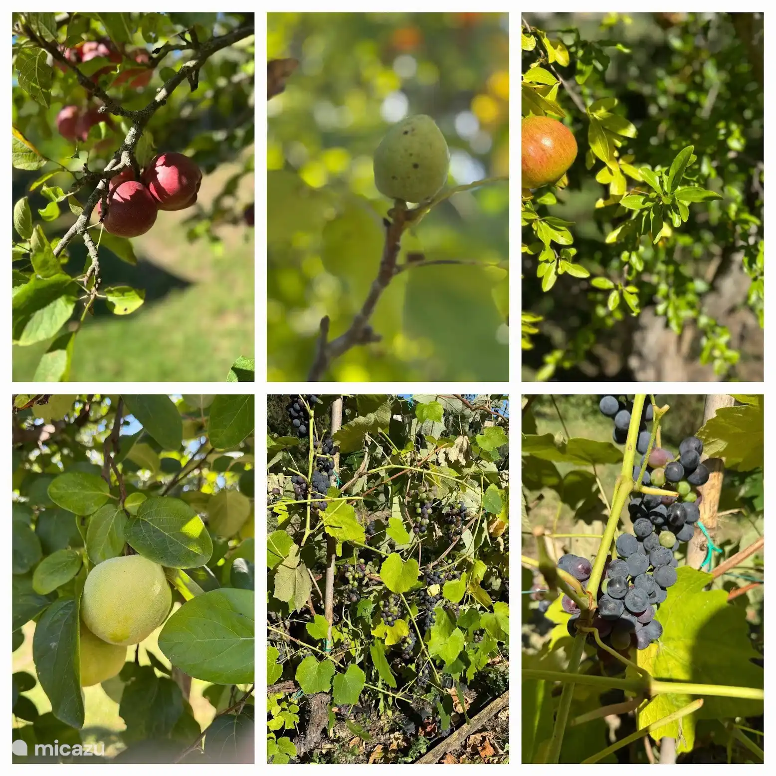 Viele Obstbäume, biologisch und bereit zum Pflücken!