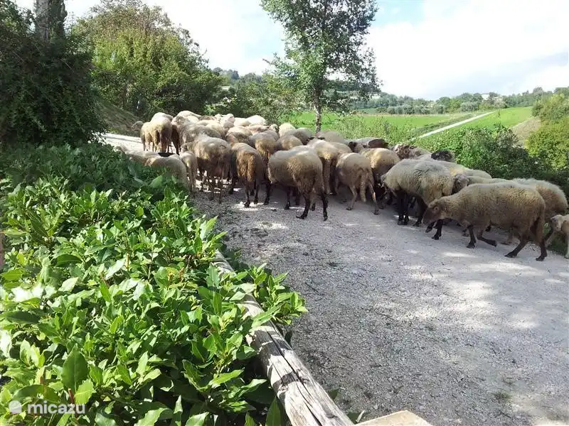 Die Nachbarn kommen ...