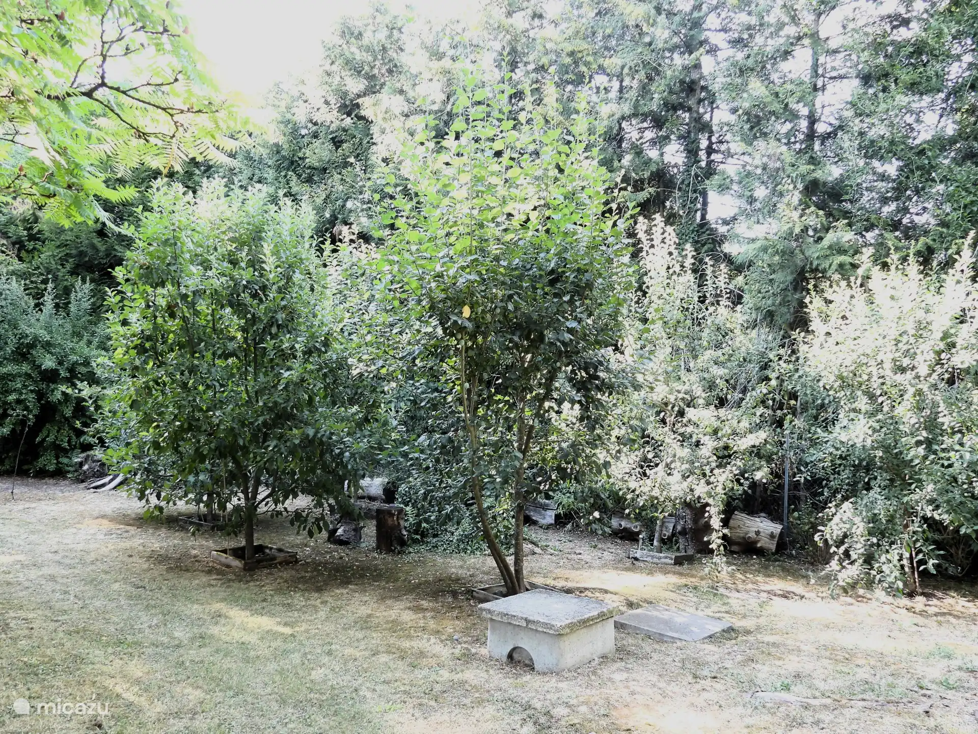 Huerto detrás de la casa con árboles de manzano, peral, cerezo y ciruelo. Y muchos arbustos de mariposas a lo largo de la valla.