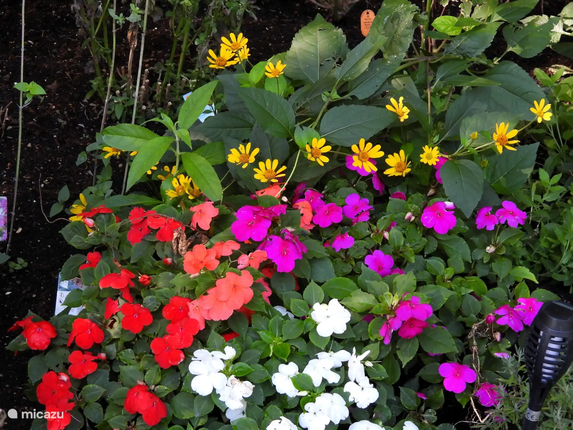 Plantas con flores