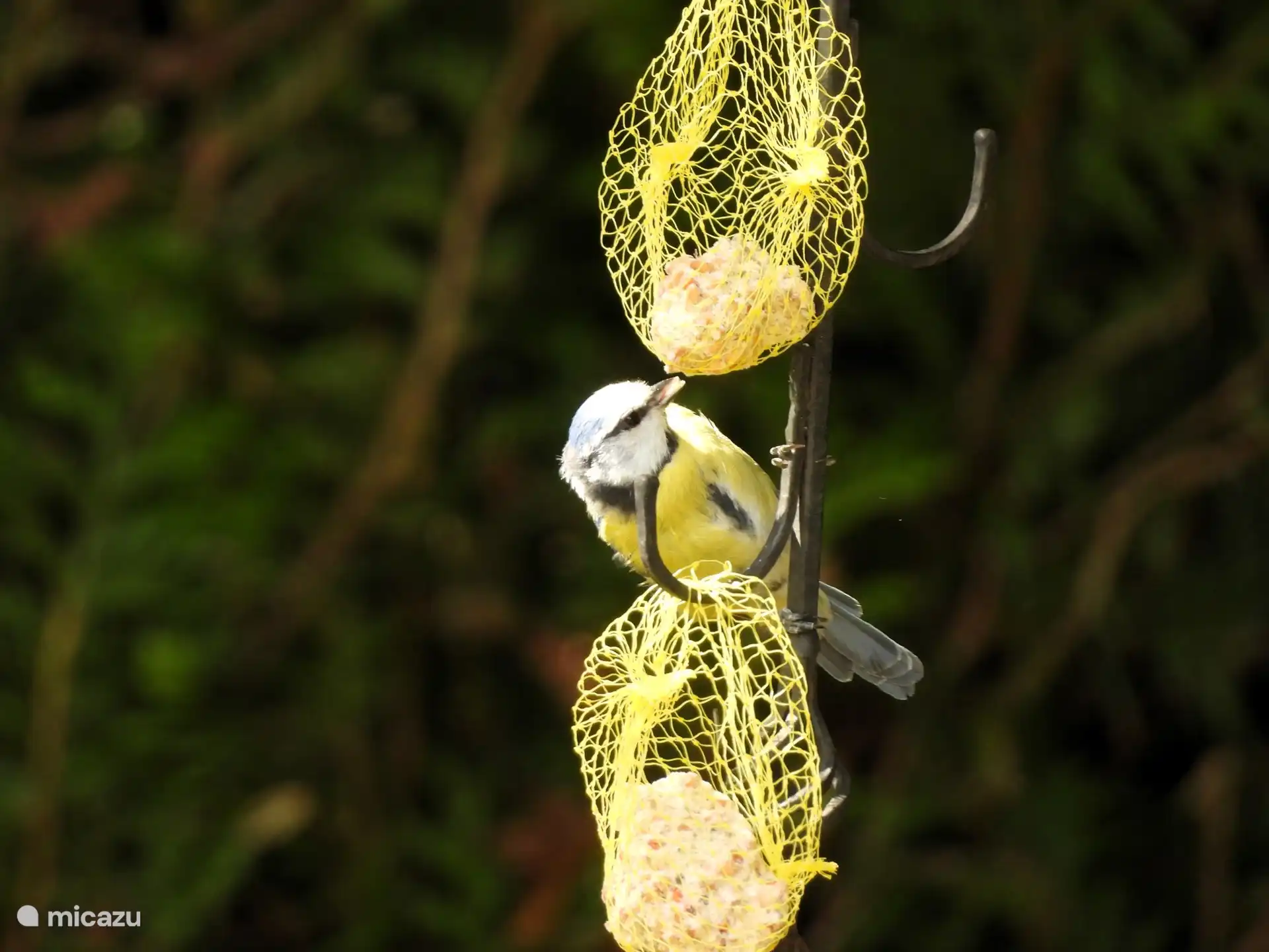 Muchas flores y comida significan muchas aves