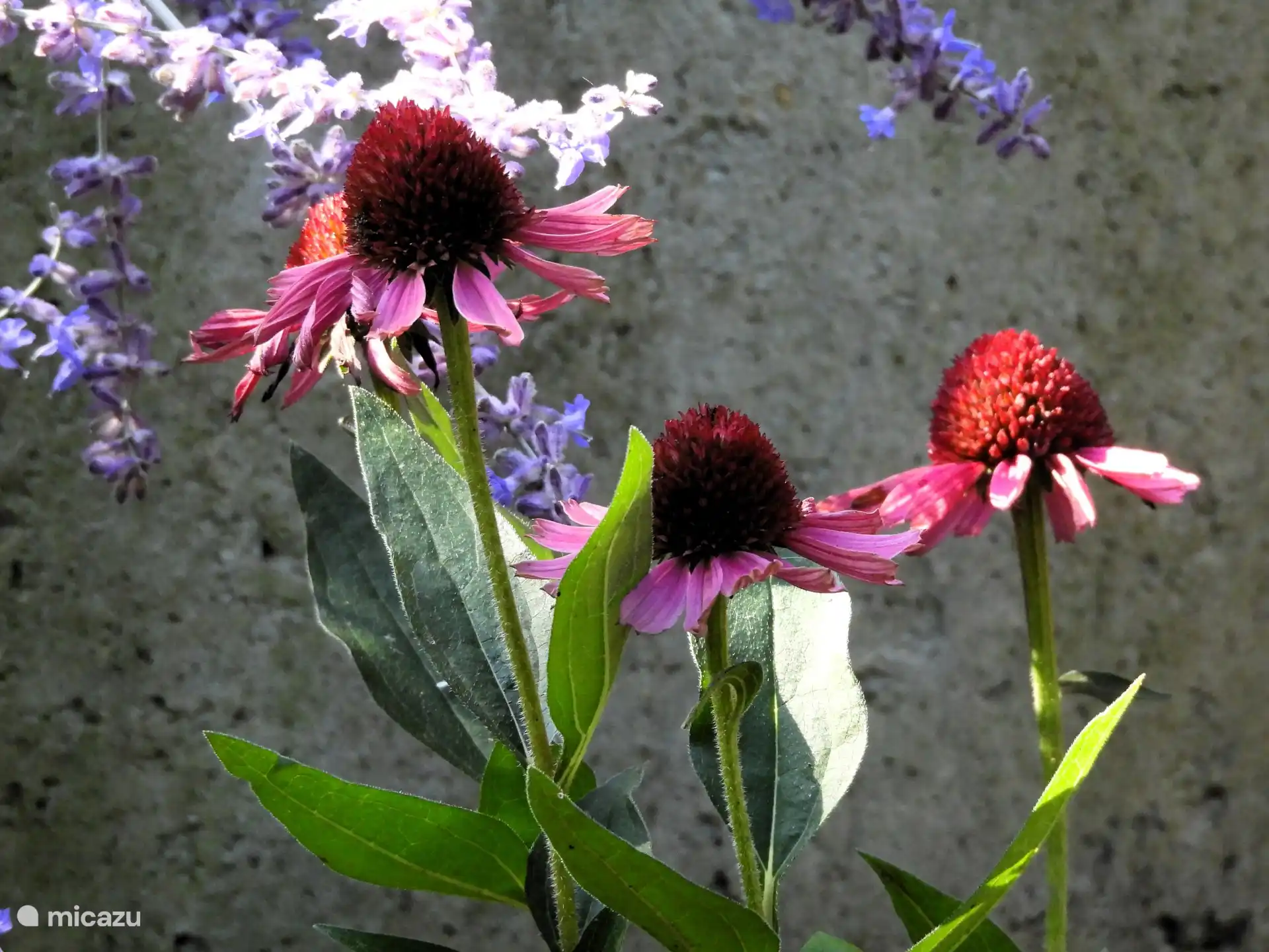 Plantas con flores