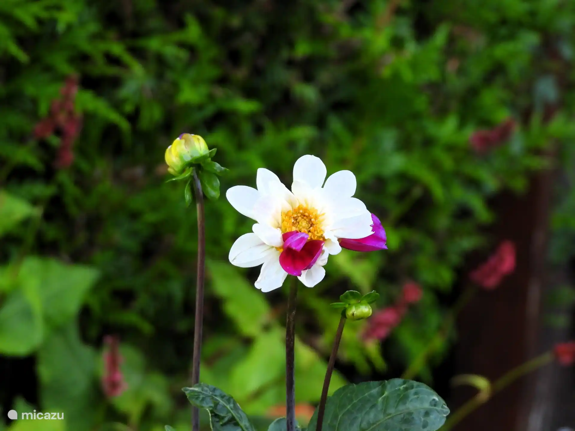Muchas flores en el jardín..... pero una petición para regarlas....