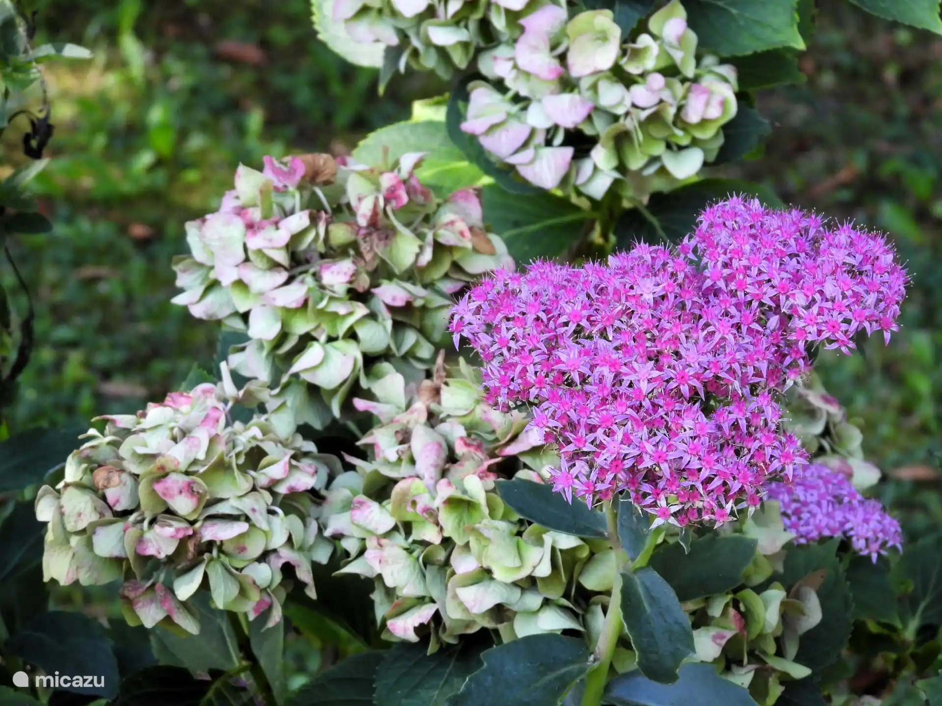Plantas con flores
