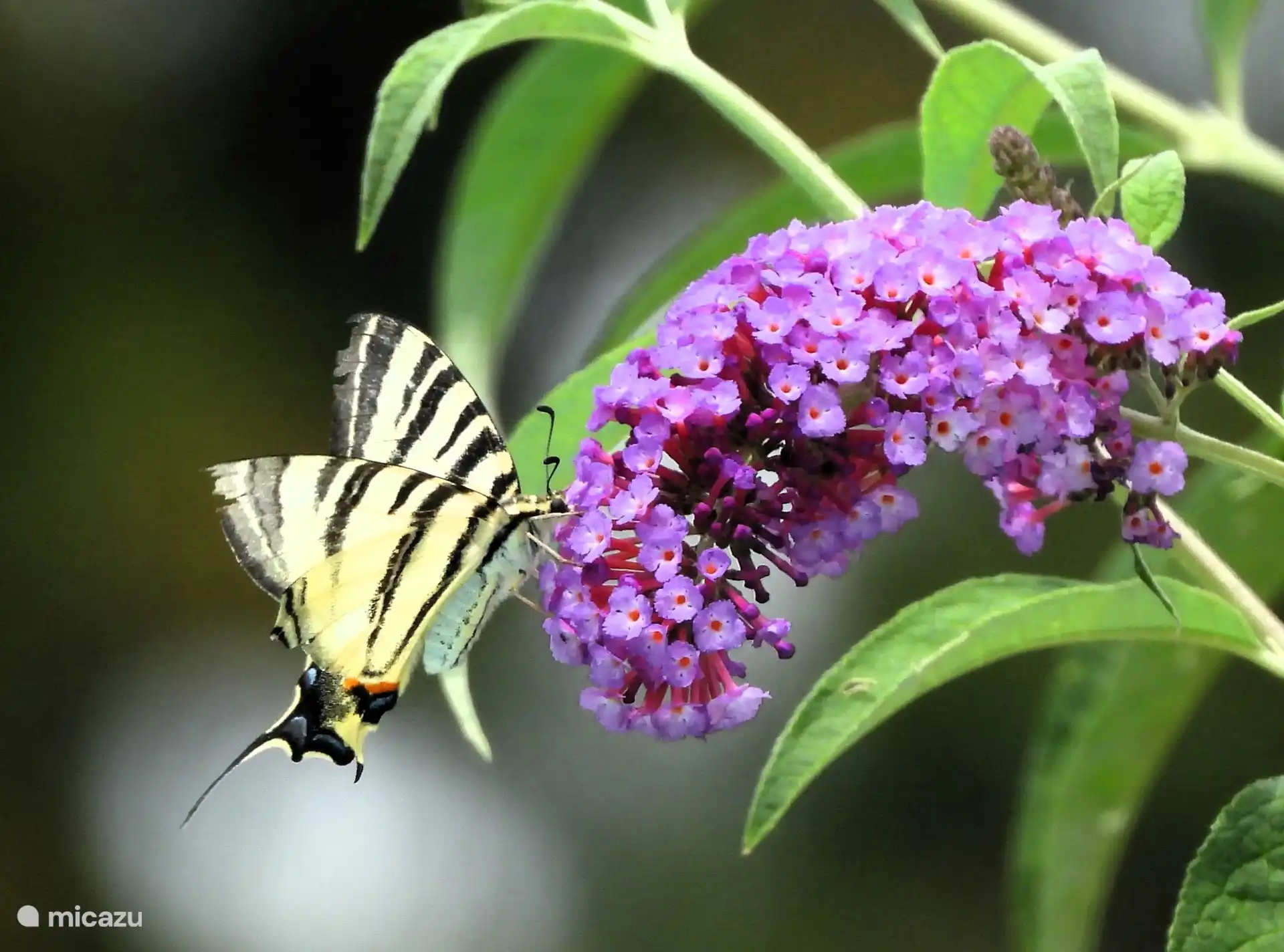 Muchas flores significan muchas mariposas