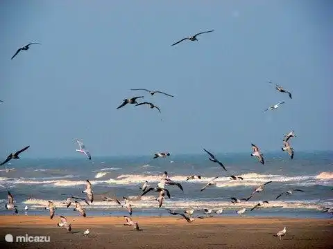 A partir du 6ème étage on s'amuse à nourrir les mouettes avec les restes de pain