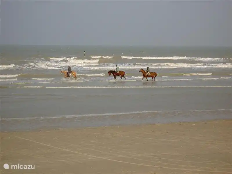 En dehors de la haute saison, vous pouvez voir des cavaliers à la ligne de marée