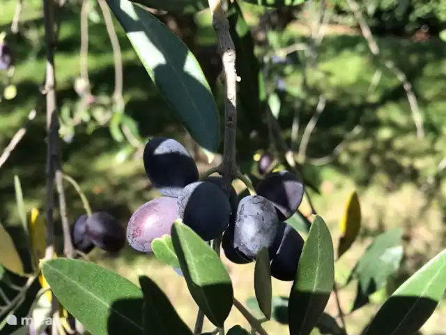 vakantiehuis huren in Italië, Umbrië, Panicale – Casa delle Rondini Olijven