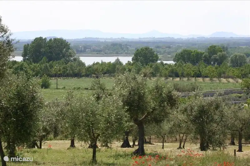 olive groves