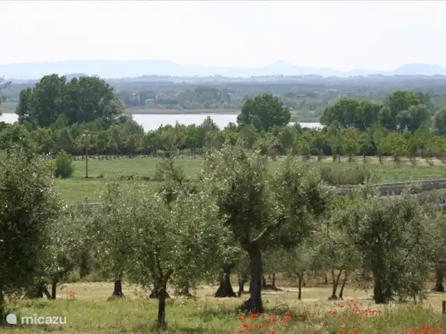 vakantiehuis huren in Italië, Umbrië, Panicale – Casa delle Rondini olijfgaarden