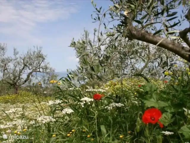 vakantiehuis huren in Italië, Umbrië, Panicale – Casa delle Rondini velden