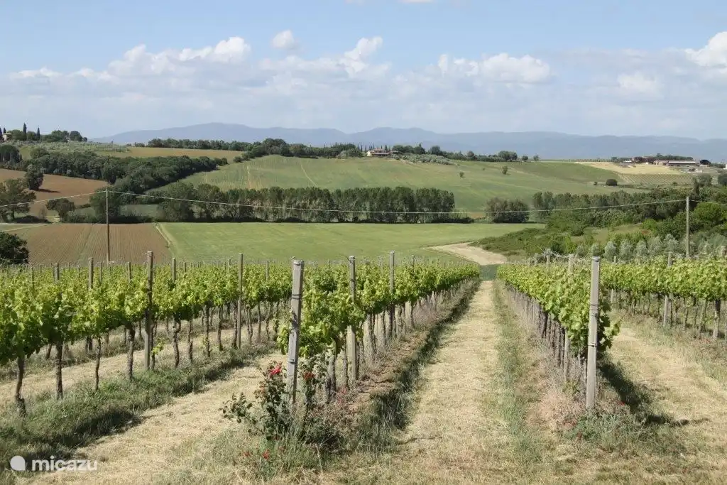 Vineyard Querciolana
