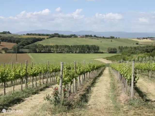 vakantiehuis huren in Italië, Umbrië, Panicale – Casa delle Rondini Wijngaard Querciolana