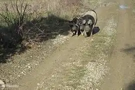 La antigua raza de cerdo original Cinte Sinese (como nuestro tipo de vaca Lakenfelder dibujada) se cría nuevamente en nuestra zona y vive en la naturaleza (demarcada). Aportan un fantástico producto cárnico