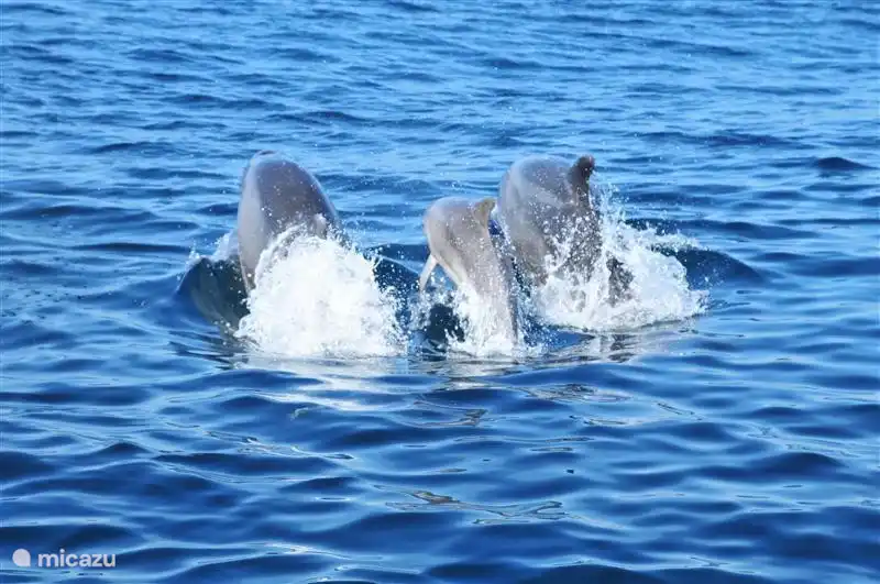 faites une excursion en bateau avec une côte rapide depuis la marina d'Albufeira .... tant de dauphins!