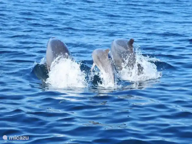 Maison Yvette | Portugal, Algarve, Albufeira - appartement faites une excursion en bateau avec une côte rapide depuis la marina d'Albufeira .... tant de dauphins!