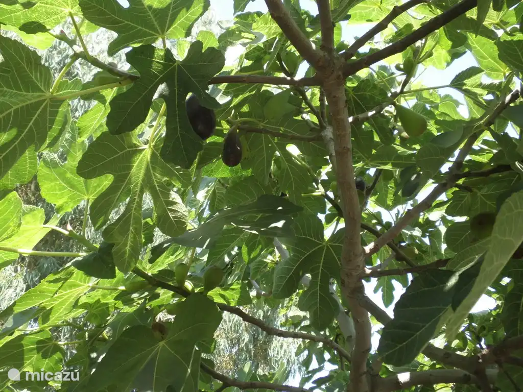 Heerlijke vijgen uit een van de 6 vijgenbomen. Niet vers te koop in de winkel (enkel gedroogte).