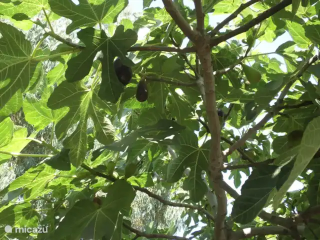 Vitoria Vue mer, piscine et aire de jeux | Espagne, Andalousie, Algarrobo - villa Délicieuses figues de l'un des 6 figuiers. Pas frais en vente en boutique (uniquement séché).